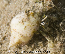 reef hermit crab in a tiny shell taken in Na'ama bay. by Stephan Kerkhofs 